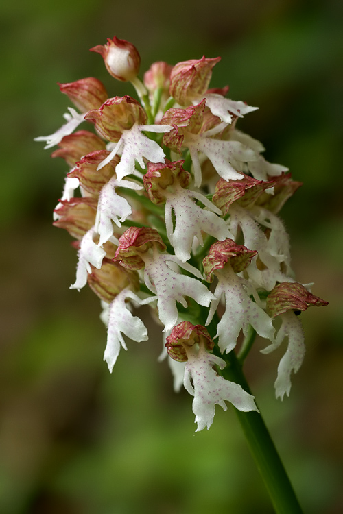 Orchis purpurea ipocromiche